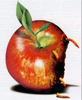 rotten apple